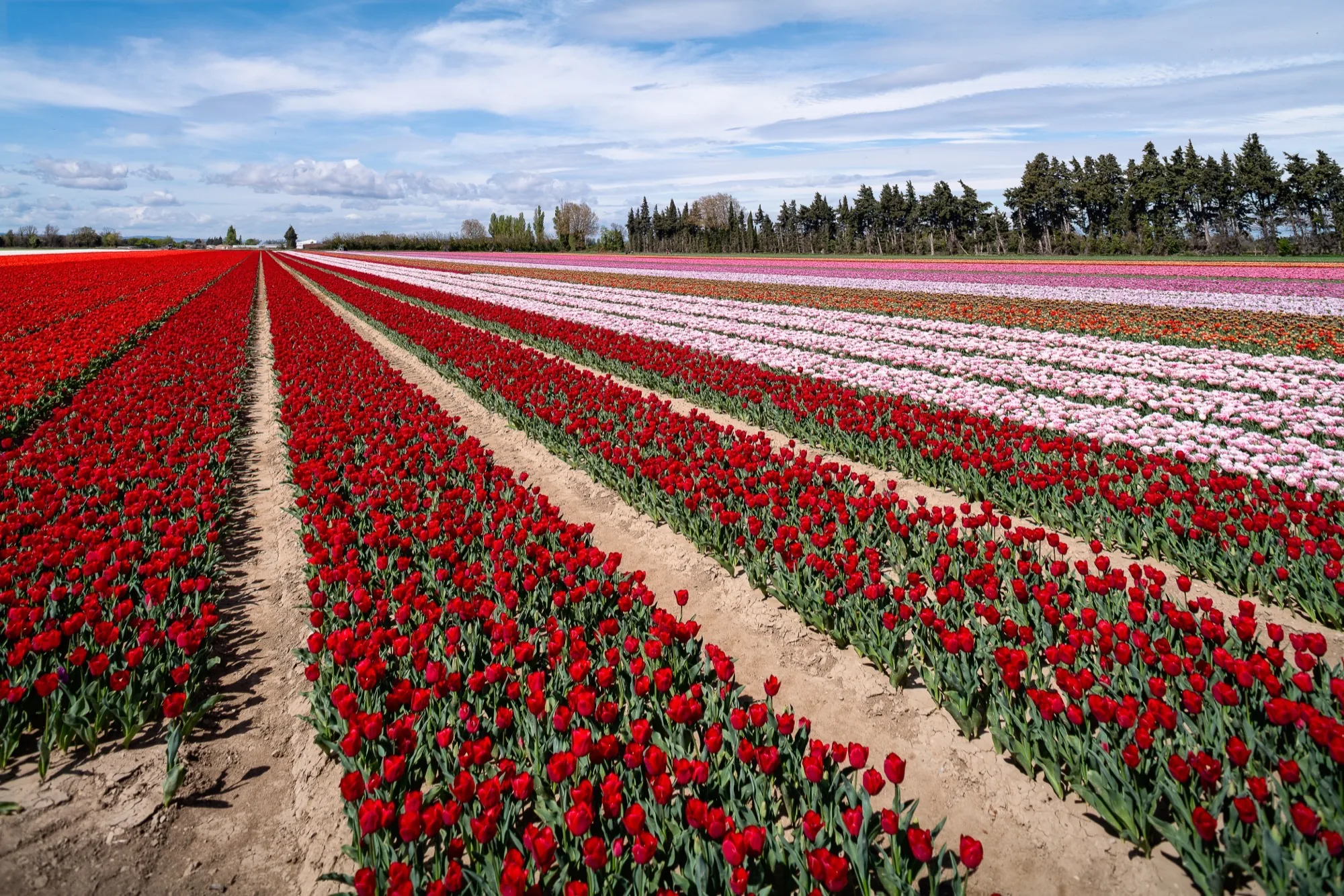 Les champs de tulipes de Jonquières au printemps